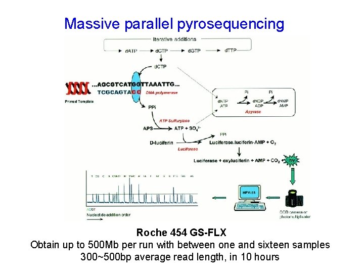 Massive parallel pyrosequencing Roche 454 GS-FLX Obtain up to 500 Mb per run with