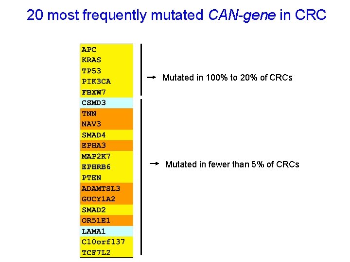 20 most frequently mutated CAN-gene in CRC Mutated in 100% to 20% of CRCs