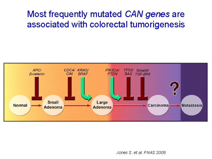 Most frequently mutated CAN genes are associated with colorectal tumorigenesis Jones S. et. al.