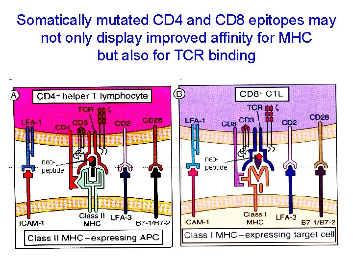 Somatically mutated CD 4 and CD 8 epitopes may not only display improved affinity