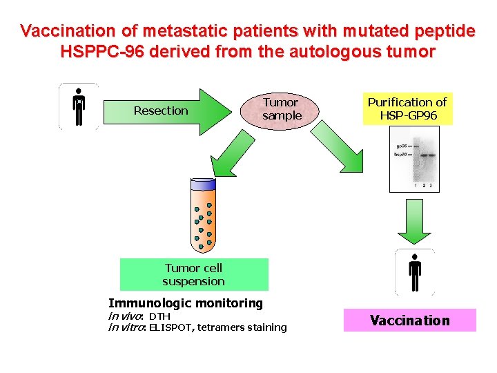 Vaccination of metastatic patients with mutated peptide HSPPC-96 derived from the autologous tumor Resection