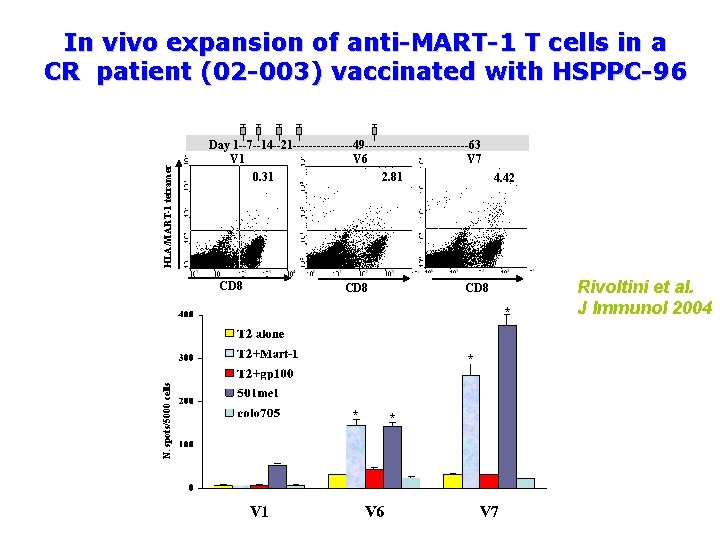 HLA/MART-1 tetramer In vivo expansion of anti-MART-1 T cells in a CR patient (02