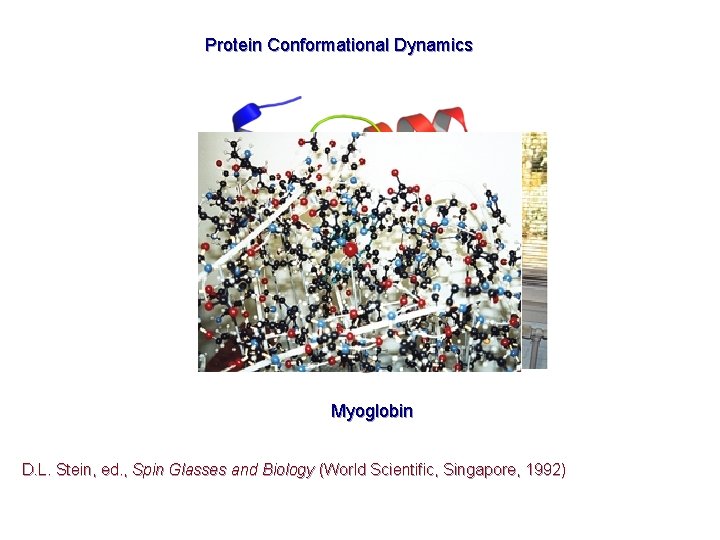 Protein Conformational Dynamics Myoglobin D. L. Stein, ed. , Spin Glasses and Biology (World
