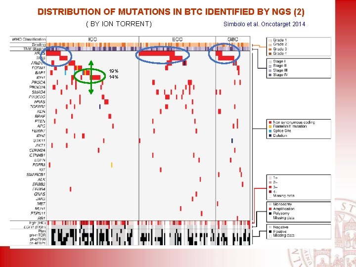 DISTRIBUTION OF MUTATIONS IN BTC IDENTIFIED BY NGS (2) ( BY ION TORRENT) 19%