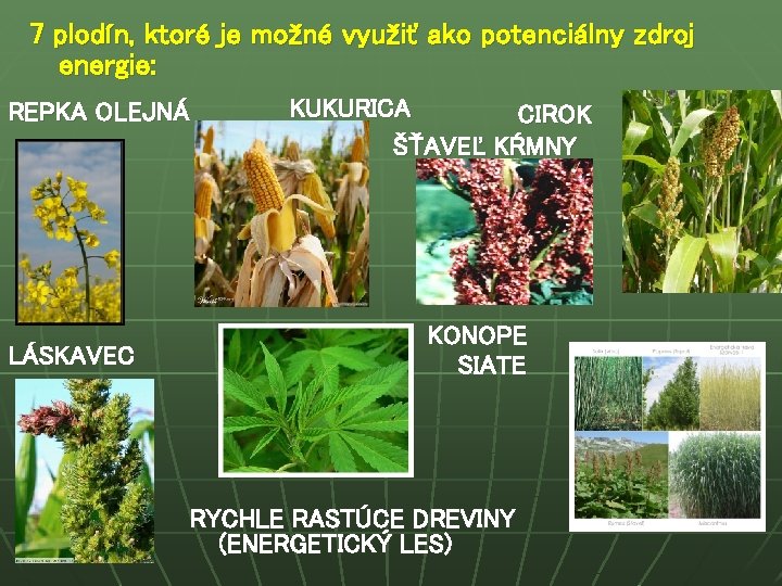 7 plodín, ktoré je možné využiť ako potenciálny zdroj energie: REPKA OLEJNÁ LÁSKAVEC KUKURICA