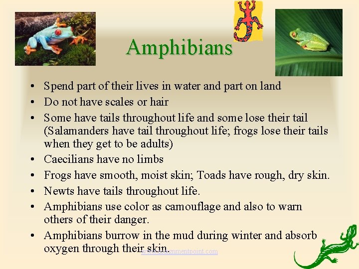 Amphibians • Spend part of their lives in water and part on land • Amphibians • Spend part of their lives in water and part on land •