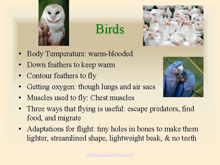 Birds • • • Body Temperature: warm-blooded Down feathers to keep warm Contour feathers Birds • • • Body Temperature: warm-blooded Down feathers to keep warm Contour feathers