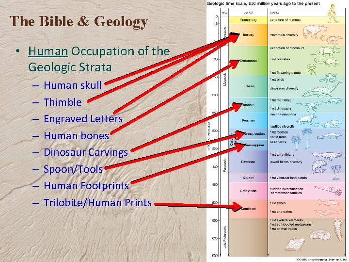 The Bible & Geology • Human Occupation of the Geologic Strata – – –