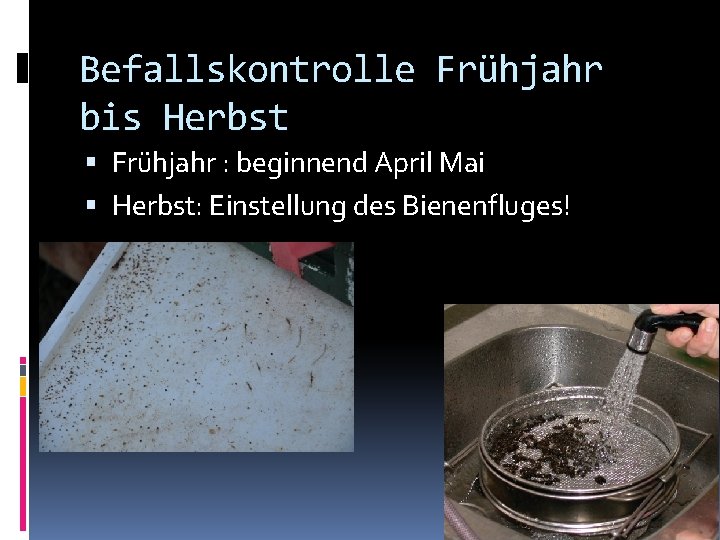Befallskontrolle Frühjahr bis Herbst Frühjahr : beginnend April Mai Herbst: Einstellung des Bienenfluges! 