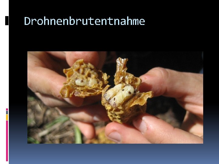 Drohnenbrutentnahme 