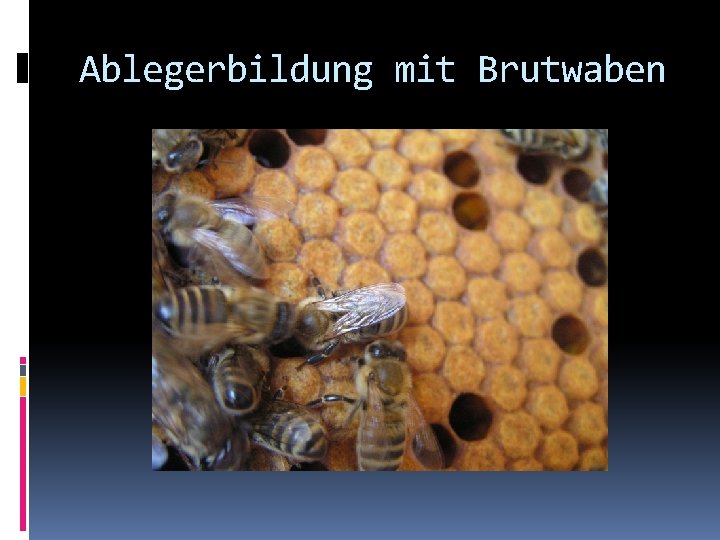Ablegerbildung mit Brutwaben 