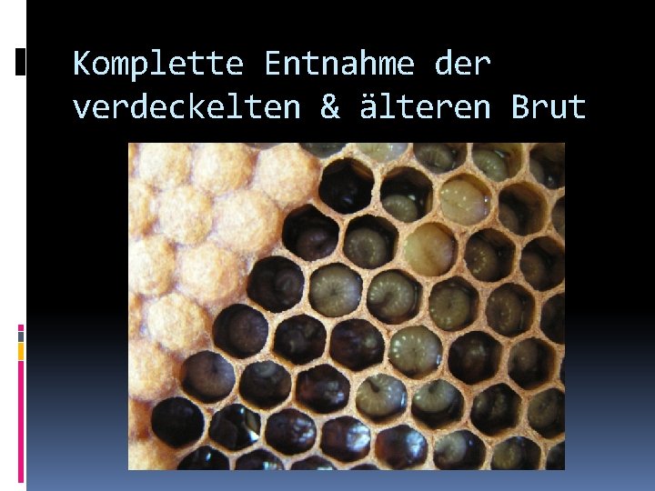Komplette Entnahme der verdeckelten & älteren Brut 
