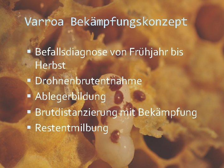Varroa Bekämpfungskonzept Befallsdiagnose von Frühjahr bis Herbst Drohnenbrutentnahme Ablegerbildung Brutdistanzierung mit Bekämpfung Restentmilbung 