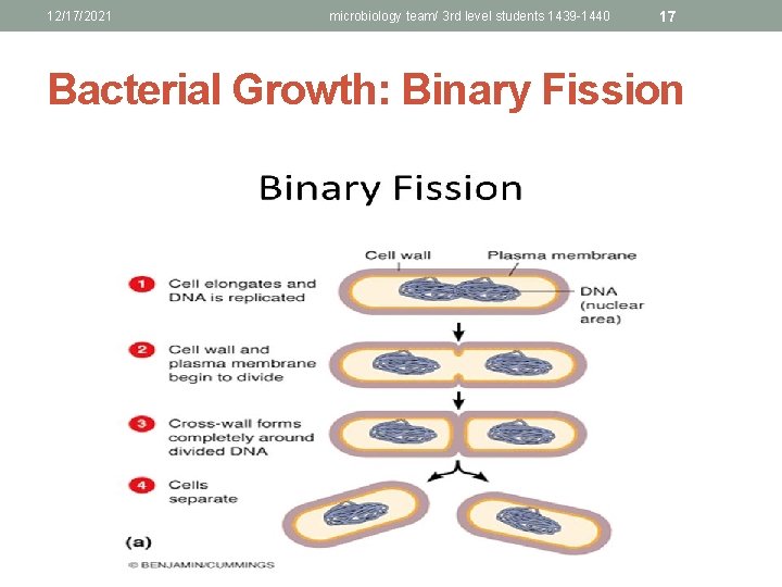 12/17/2021 microbiology team/ 3 rd level students 1439 -1440 17 Bacterial Growth: Binary Fission