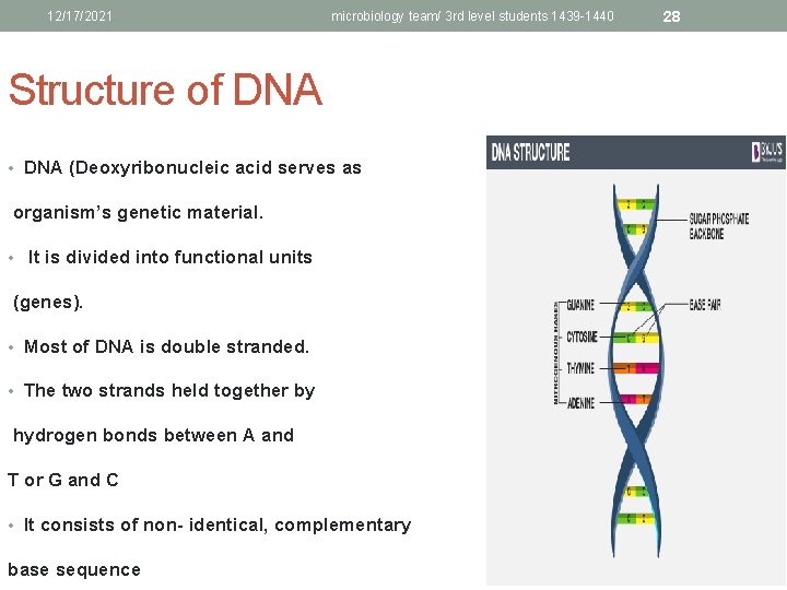 12/17/2021 microbiology team/ 3 rd level students 1439 -1440 Structure of DNA • DNA