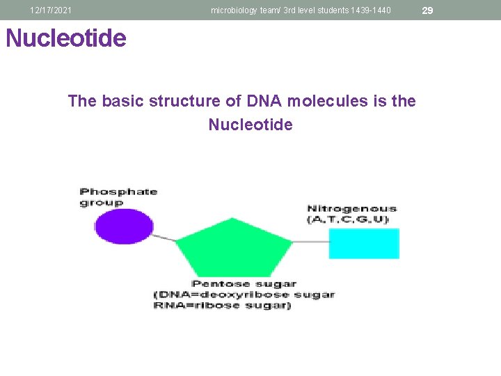 12/17/2021 microbiology team/ 3 rd level students 1439 -1440 Nucleotide The basic structure of