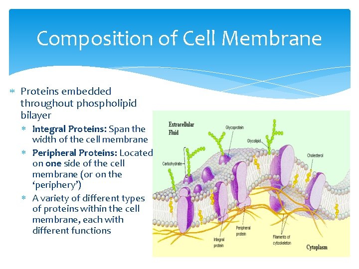 Composition of Cell Membrane Proteins embedded throughout phospholipid bilayer Integral Proteins: Span the width