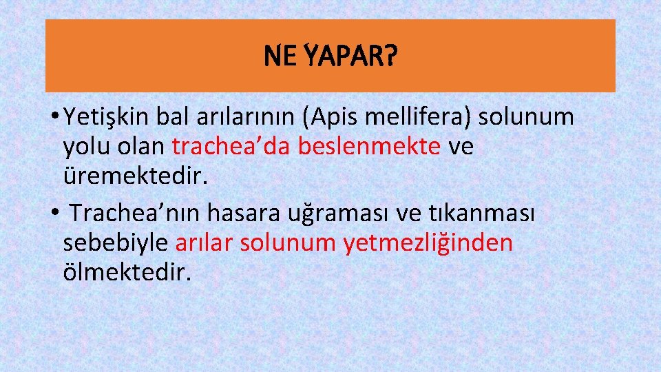 NE YAPAR? • Yetişkin bal arılarının (Apis mellifera) solunum yolu olan trachea’da beslenmekte ve