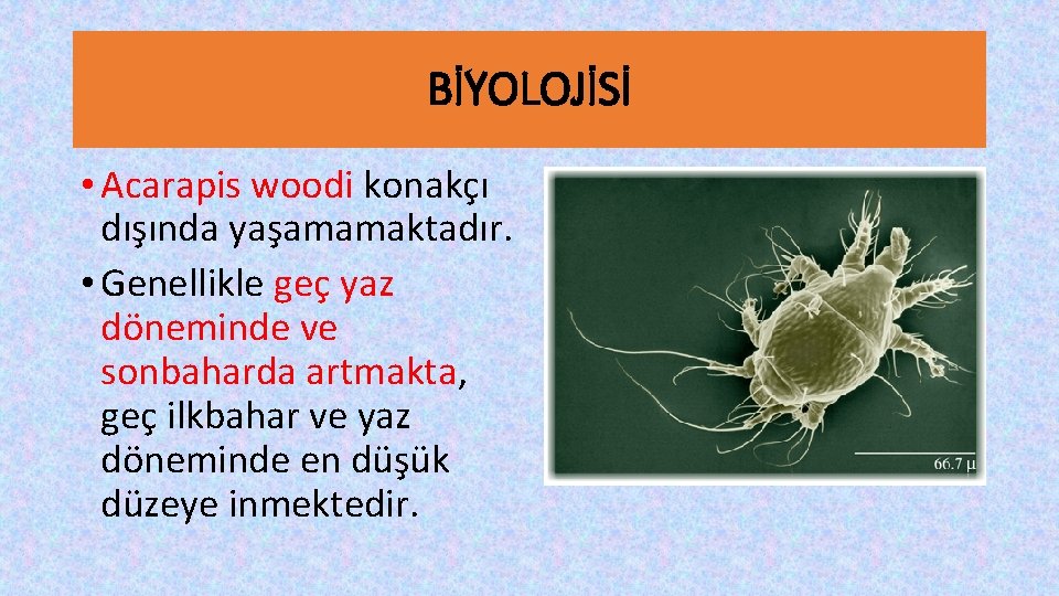 BİYOLOJİSİ • Acarapis woodi konakçı dışında yaşamamaktadır. • Genellikle geç yaz döneminde ve sonbaharda