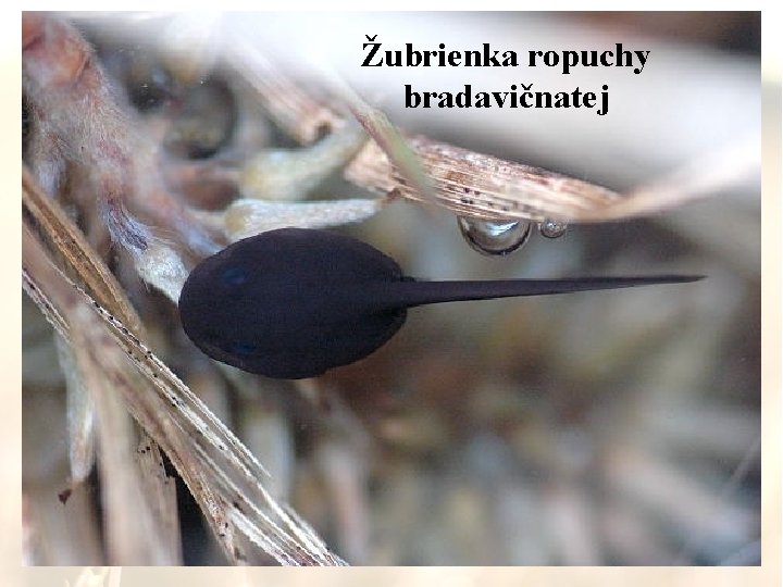 Žubrienka ropuchy bradavičnatej 