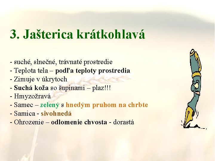 3. Jašterica krátkohlavá - suché, slnečné, trávnaté prostredie - Teplota tela – podľa teploty
