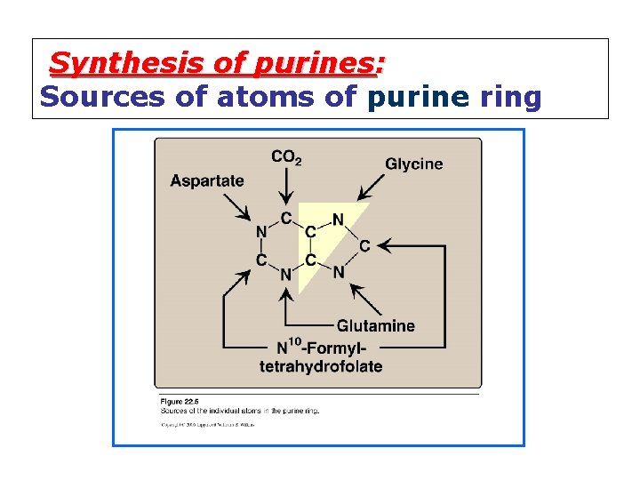 Synthesis of purines: Sources of atoms of purine ring 