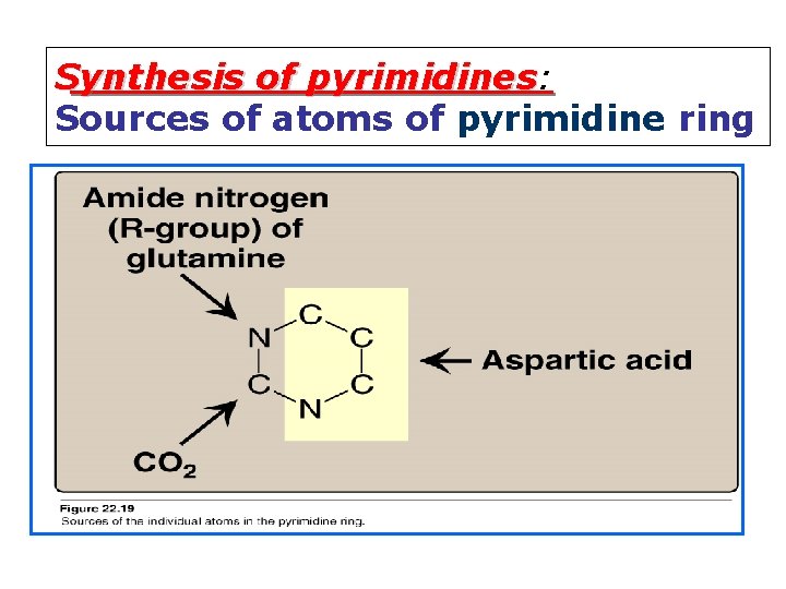 Synthesis of pyrimidines: Sources of atoms of pyrimidine ring 