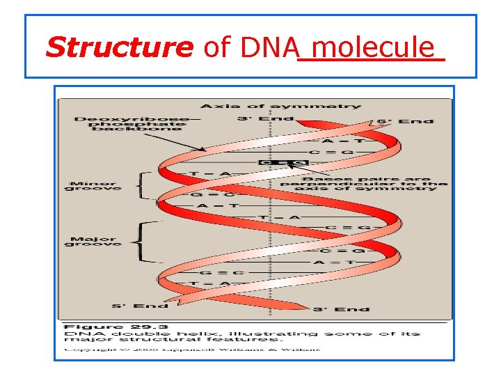 Structure of DNA molecule 