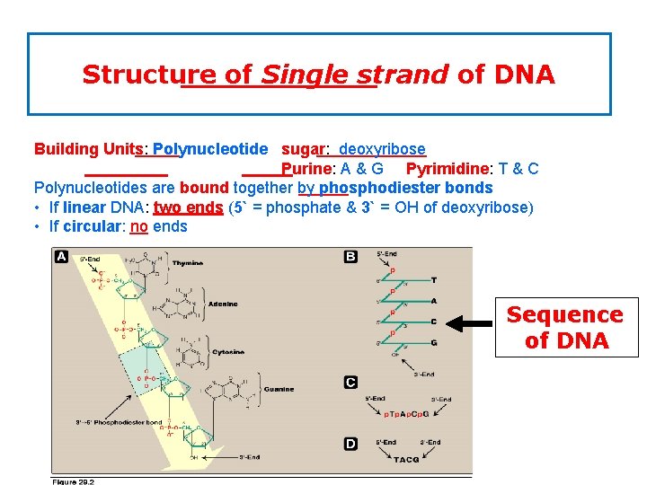 Structure of Single strand of DNA Building Units: Polynucleotide sugar: deoxyribose Purine: A &