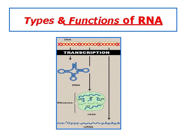 Types & Functions of RNA 