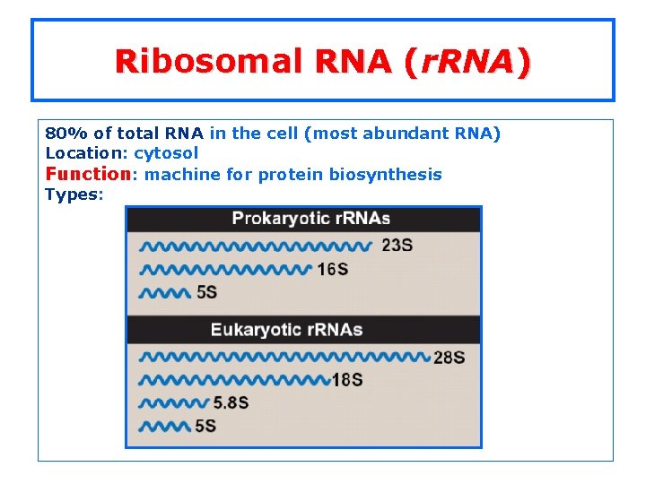 Ribosomal RNA (r. RNA) 80% of total RNA in the cell (most abundant RNA)