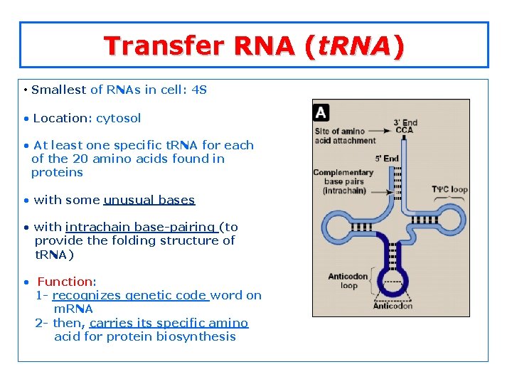 Transfer RNA (t. RNA) • Smallest of RNAs in cell: 4 S • Location: