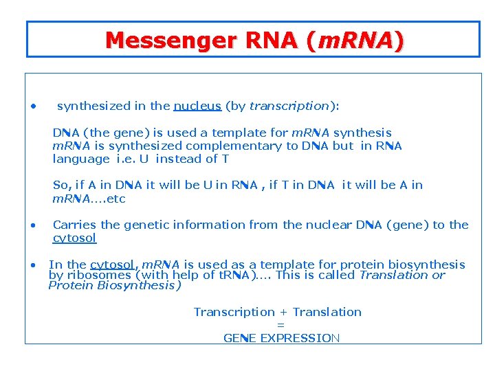 Messenger RNA (m. RNA) • synthesized in the nucleus (by transcription): DNA (the gene)