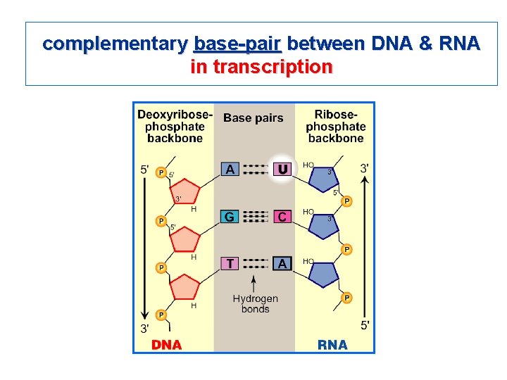 complementary base-pair between DNA & RNA in transcription 