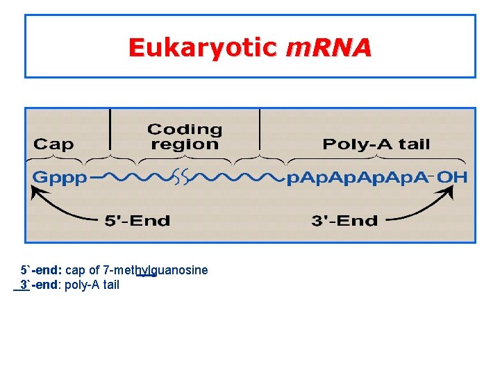 Eukaryotic m. RNA 5`-end: cap of 7 -methylguanosine 3`-end: poly-A tail 