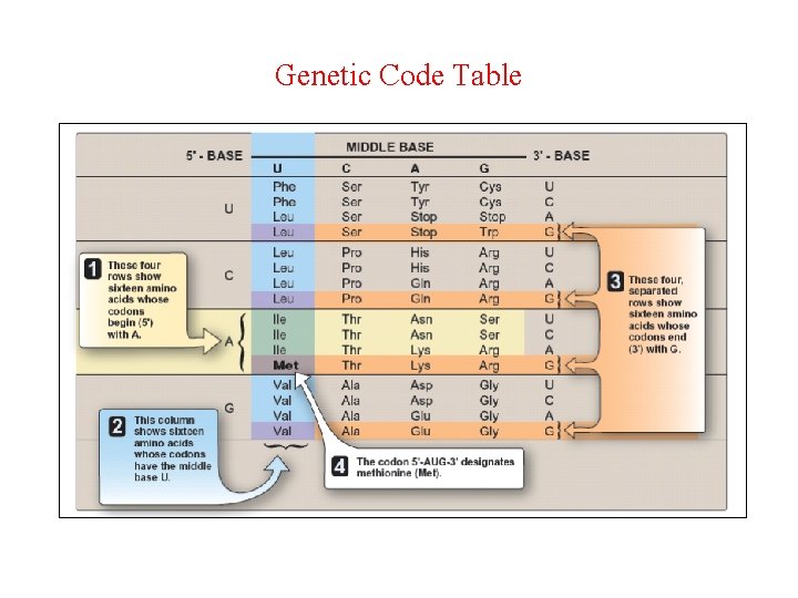 Genetic Code Table 