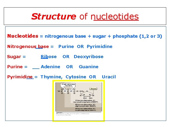 Structure of nucleotides Nucleotides = nitrogenous base + sugar + phosphate (1, 2 or