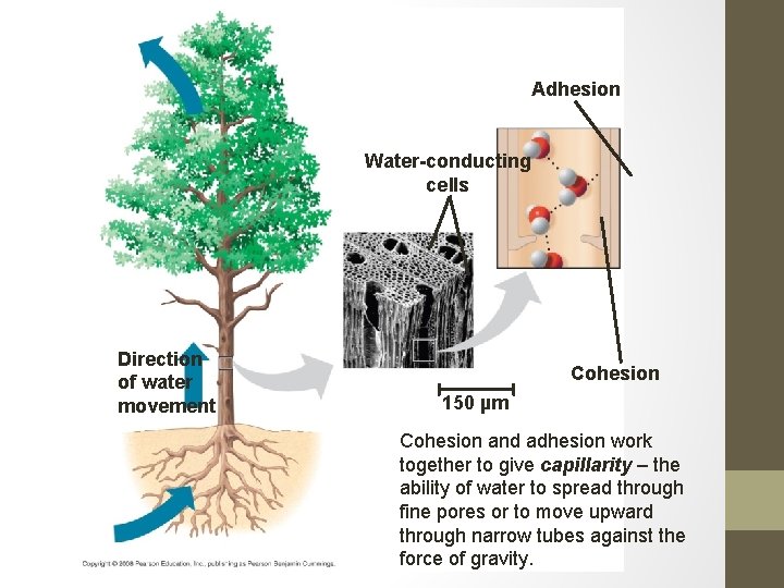 Adhesion Water-conducting cells Direction of water movement Cohesion 150 µm Cohesion and adhesion work