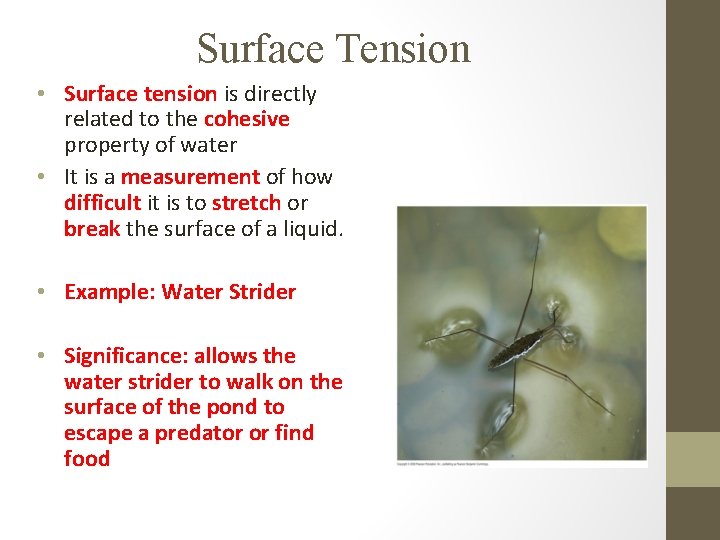 Surface Tension • Surface tension is directly related to the cohesive property of water