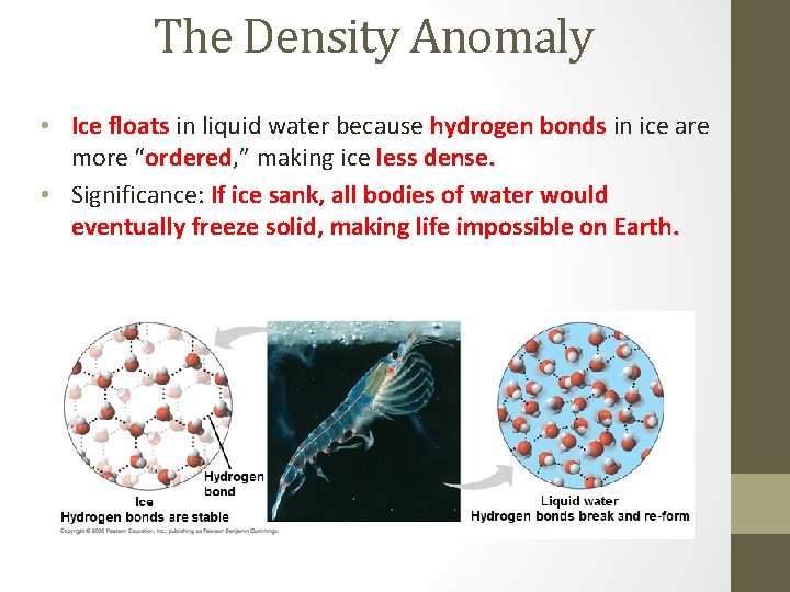 The Density Anomaly • Ice floats in liquid water because hydrogen bonds in ice