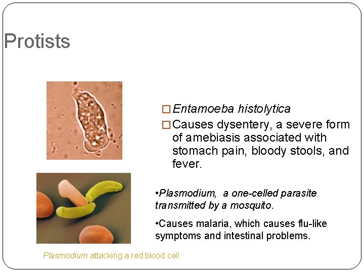 Protists � Entamoeba histolytica � Causes dysentery, a severe form of amebiasis associated with