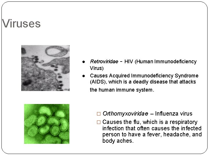 Viruses l l Retroviridae - HIV (Human Immunodeficiency Virus) Causes Acquired Immunodeficiency Syndrome (AIDS),