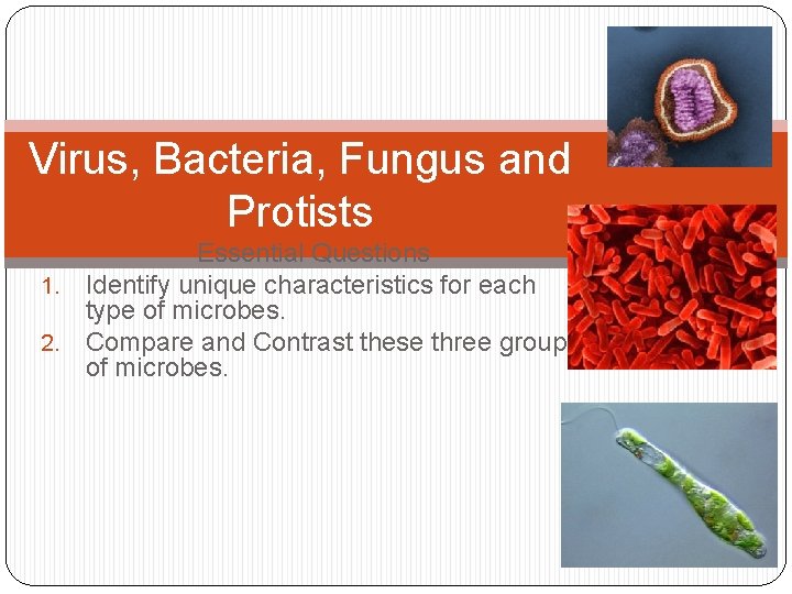 Virus, Bacteria, Fungus and Protists Essential Questions 1. Identify unique characteristics for each type