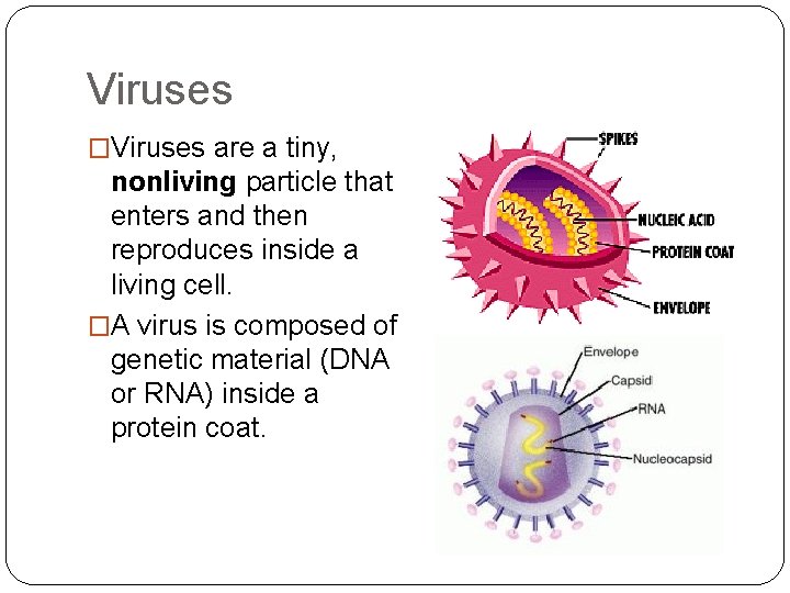 Viruses �Viruses are a tiny, nonliving particle that enters and then reproduces inside a