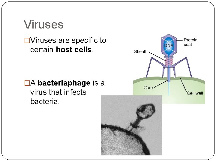 Viruses �Viruses are specific to certain host cells. �A bacteriaphage is a virus that