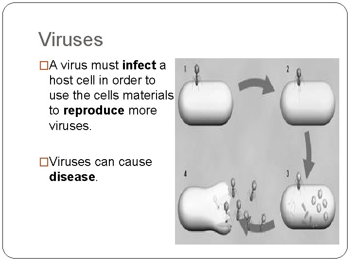Viruses �A virus must infect a host cell in order to use the cells