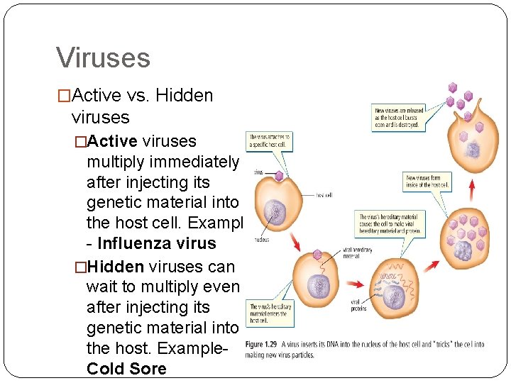 Viruses �Active vs. Hidden viruses �Active viruses multiply immediately after injecting its genetic material