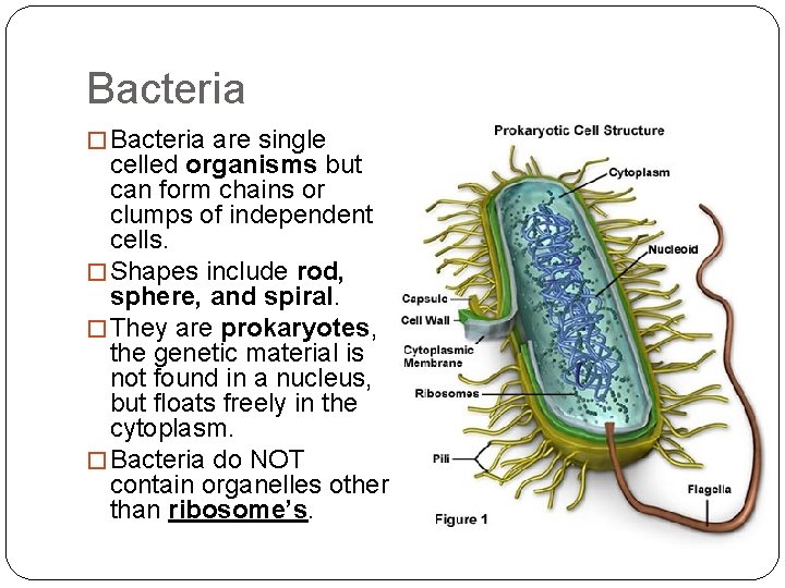 Bacteria � Bacteria are single celled organisms but can form chains or clumps of