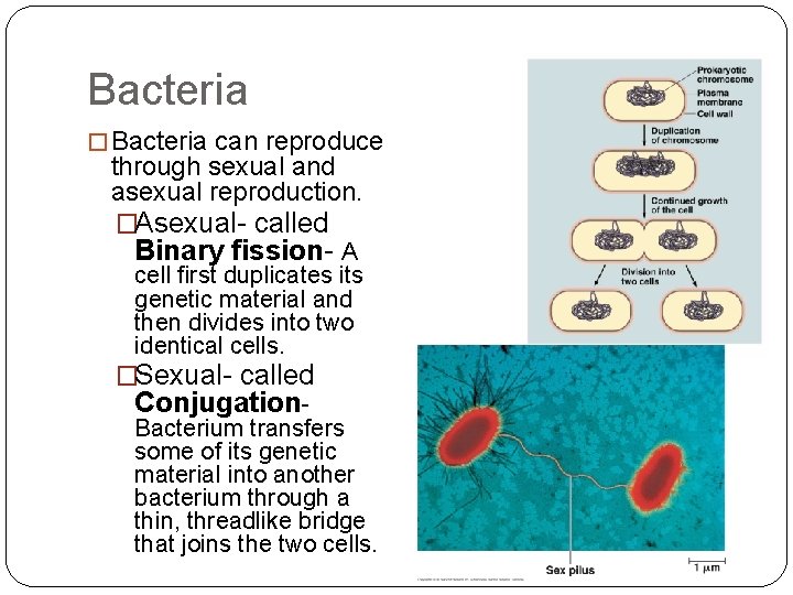Bacteria � Bacteria can reproduce through sexual and asexual reproduction. �Asexual- called Binary fission-