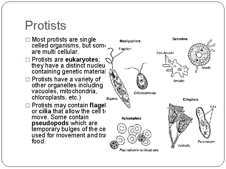 Protists � Most protists are single celled organisms, but some are multi cellular. �